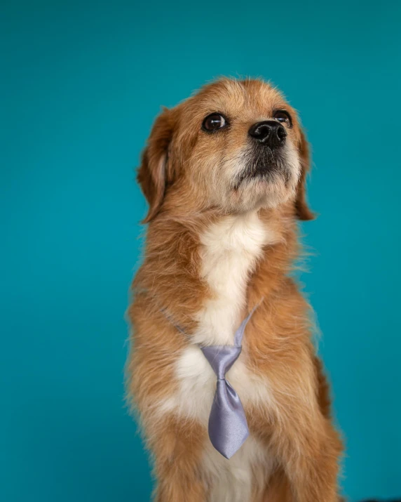 a small dog with a tie on sits up against a blue wall