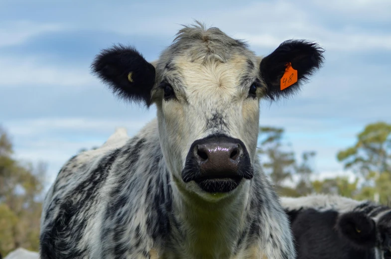 a cow with black ears is looking forward