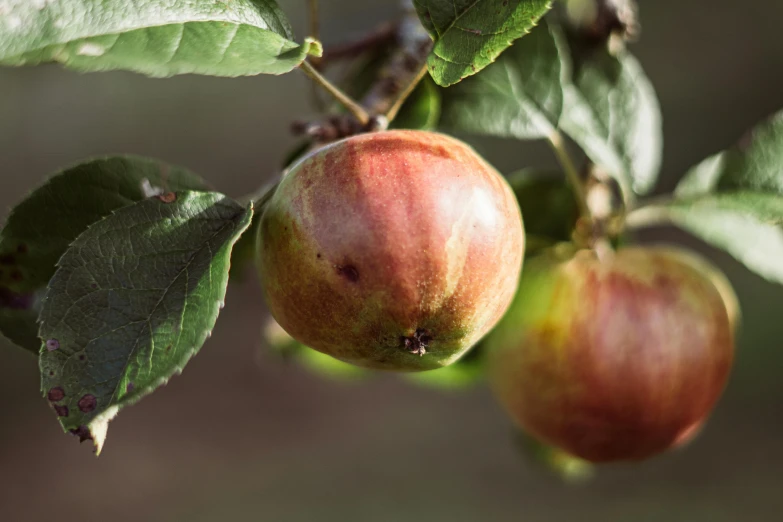 a fruit tree with two apples hanging on it