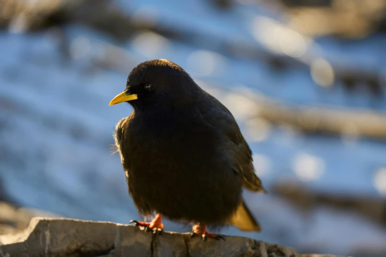 a small bird is perched on a rock