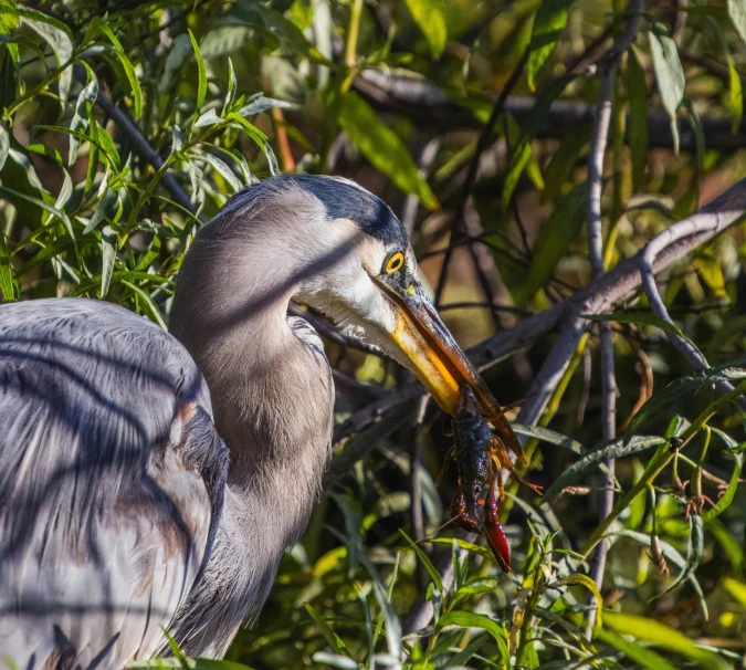 the bird with a very large beak has a meal in its mouth