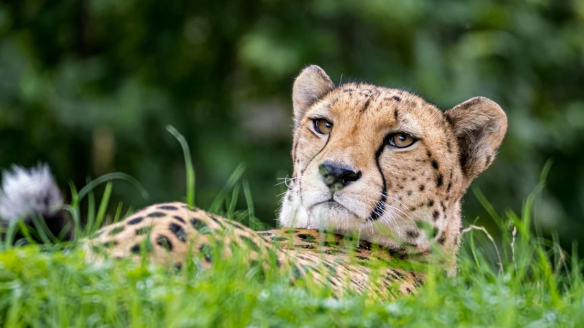 a cheetah resting in the grass with its eyes open