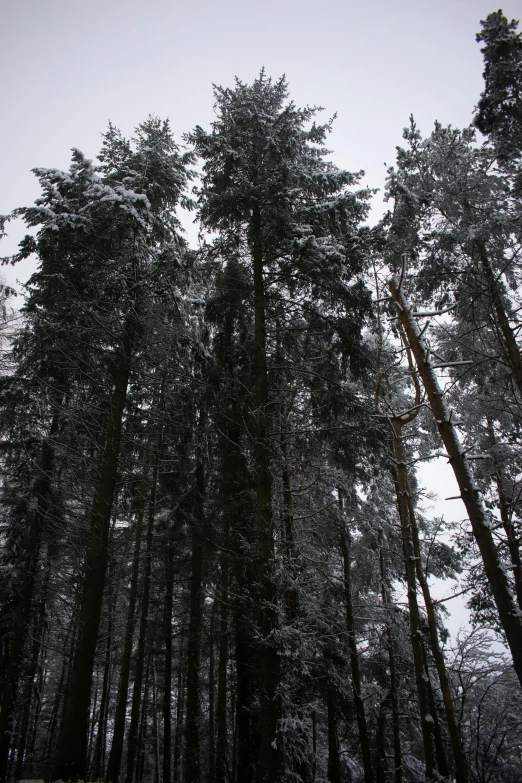 a road with trees that are in front of it