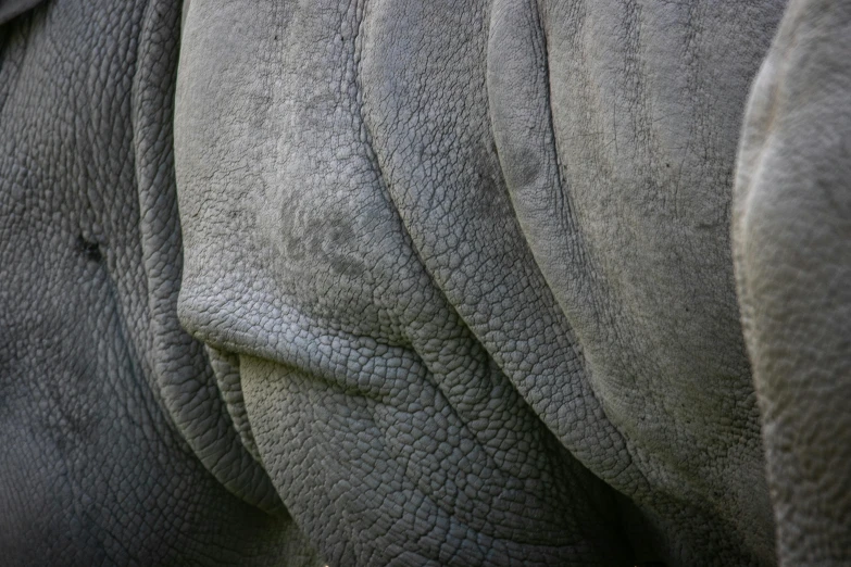 the back end of an elephant trunk as it rests