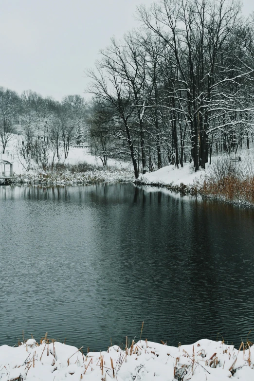 winter trees are next to the water and snow