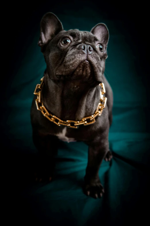 an adorable black dog with a golden chain around its neck