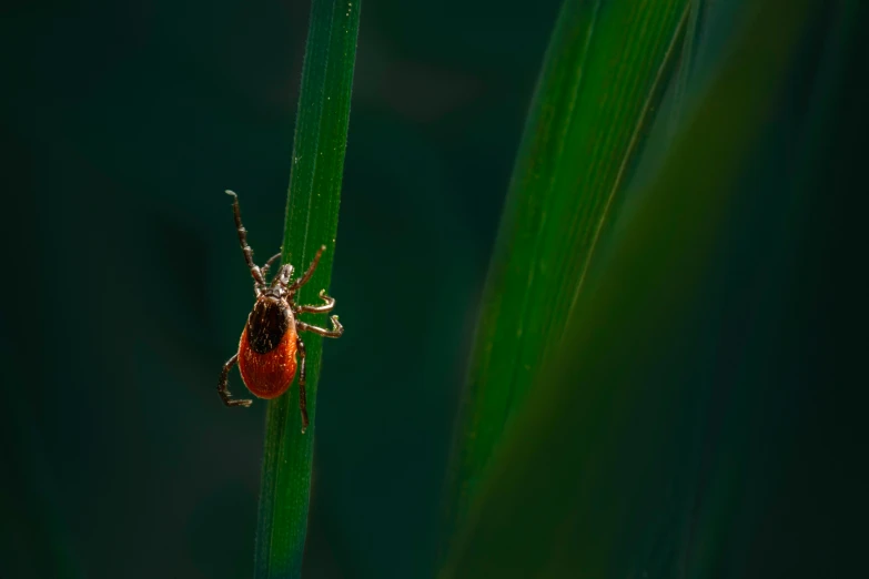 a red bug crawling on a green leaf