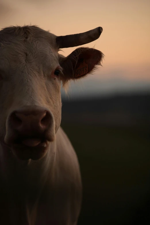 an image of close up of a cow's face