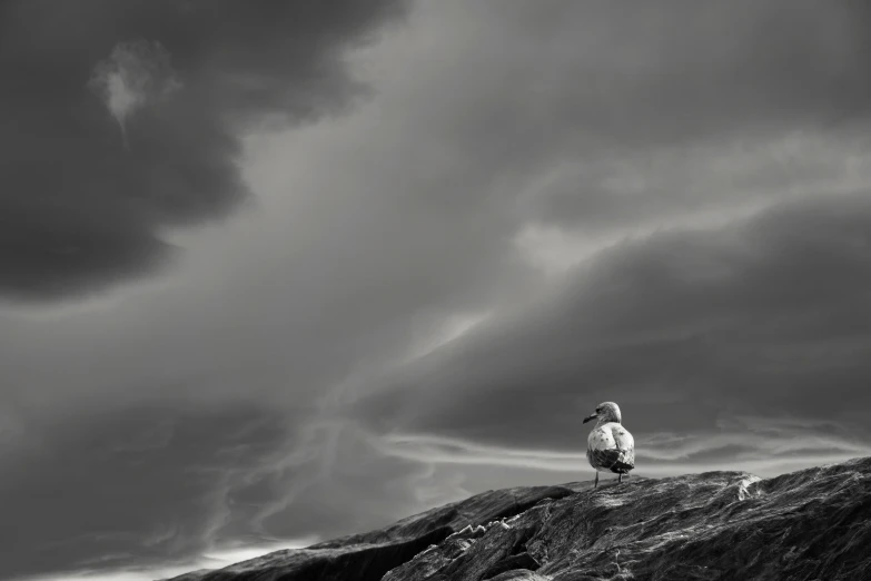 two birds are sitting on the top of a hill