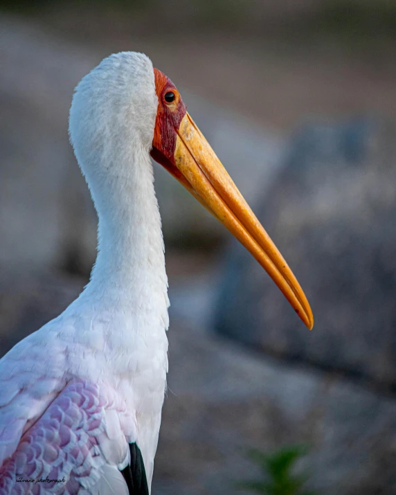 a white and orange bird standing on dirt