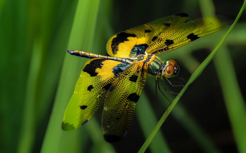 two dragon flies on a green blade