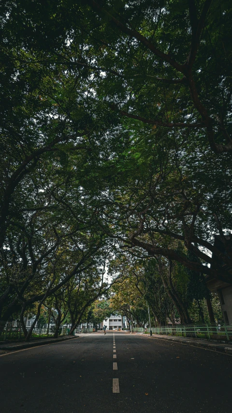 a road under trees lined by traffic signs