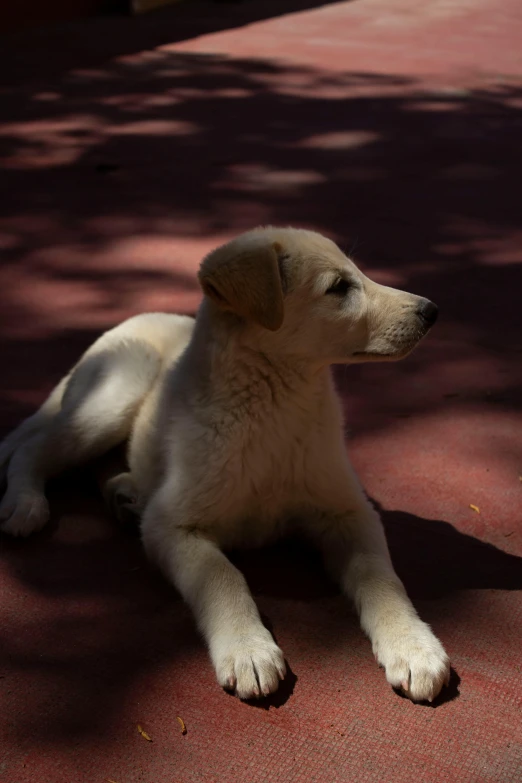 a puppy sits on the ground near a bush