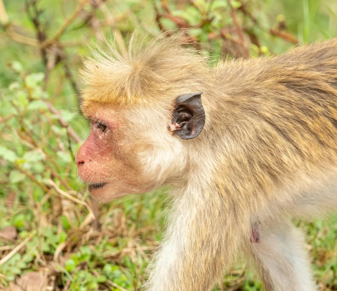 a small monkey is on the ground in some brush