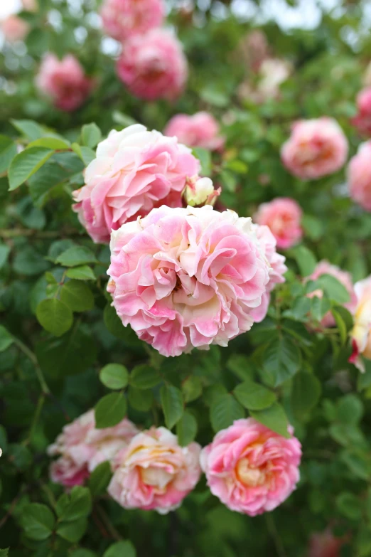 pink flowers blooming in an open area with green leaves