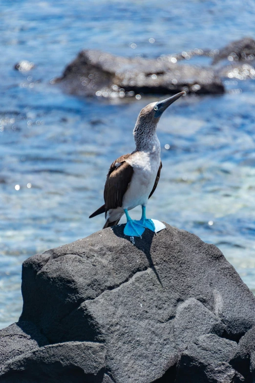 the bird is perched on the rock by the water