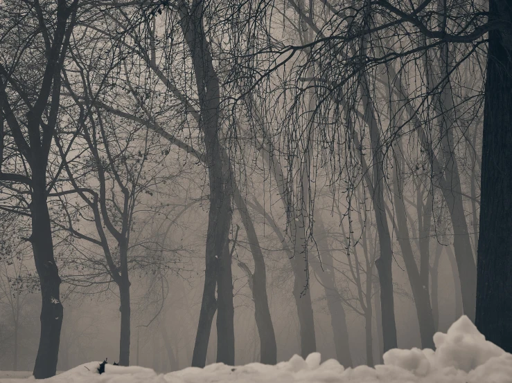 snow covered trees in a forest at night