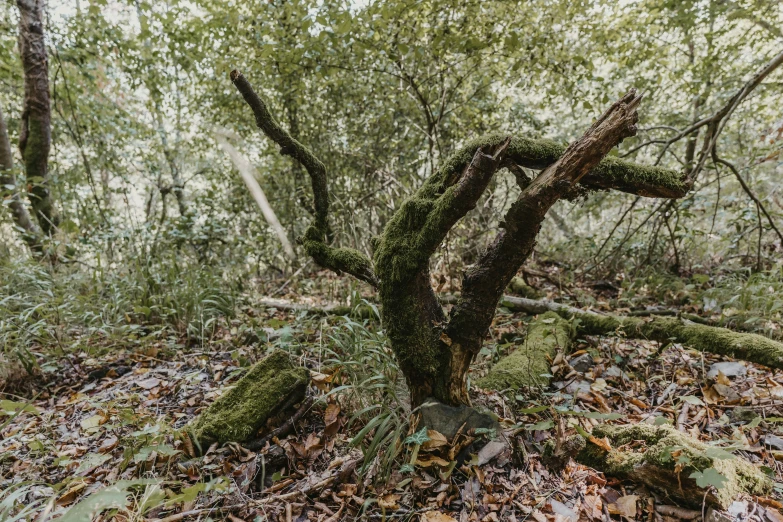 a moss covered tree in the middle of a wooded area