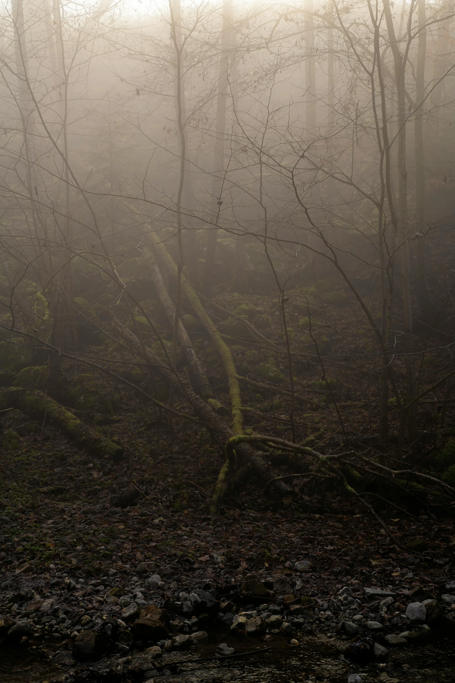 two horses standing in the middle of a forest