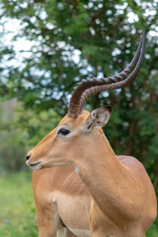 an antelope is standing with large horns