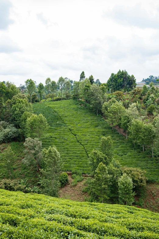 a lush green hillside covered in lots of trees