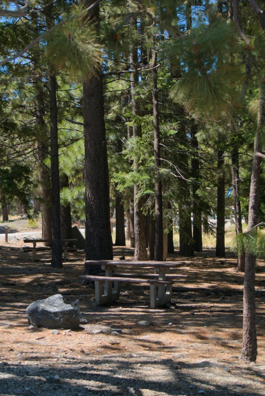 several picnic tables in the middle of the woods