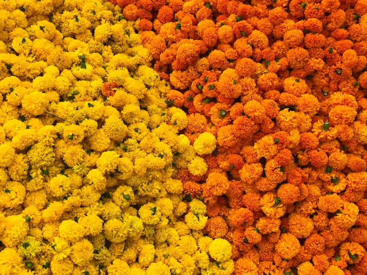 a large array of orange, yellow and green flowers