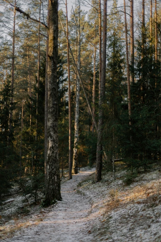 snow covering the ground in the woods with trees