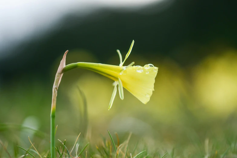 small, yellow flower with water drops sitting in a grassy field