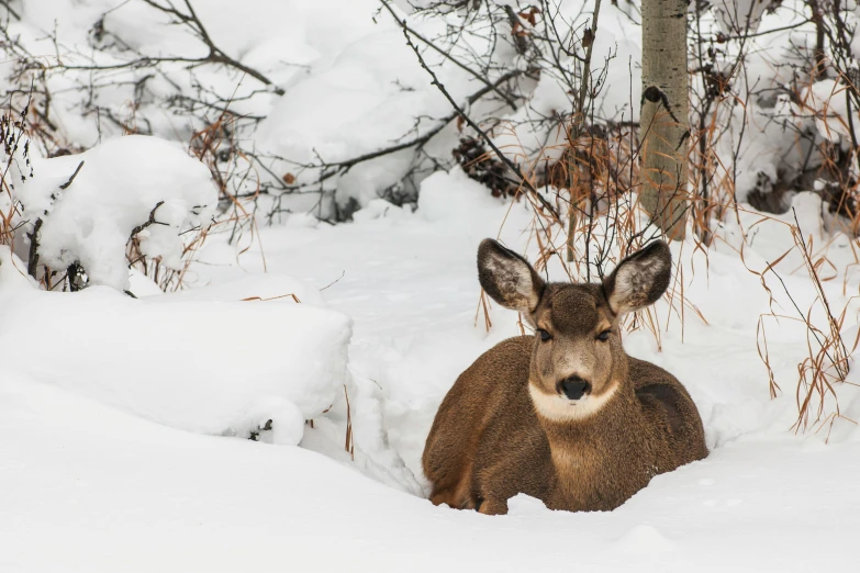 the antelope is looking very afraid in the snow