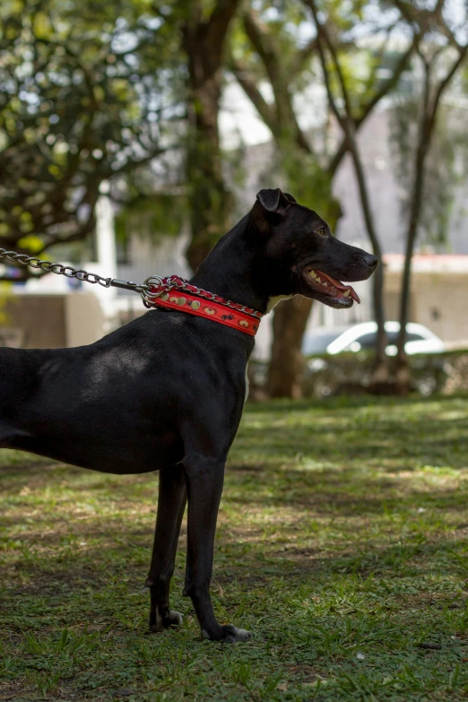 a large black dog is standing in a yard