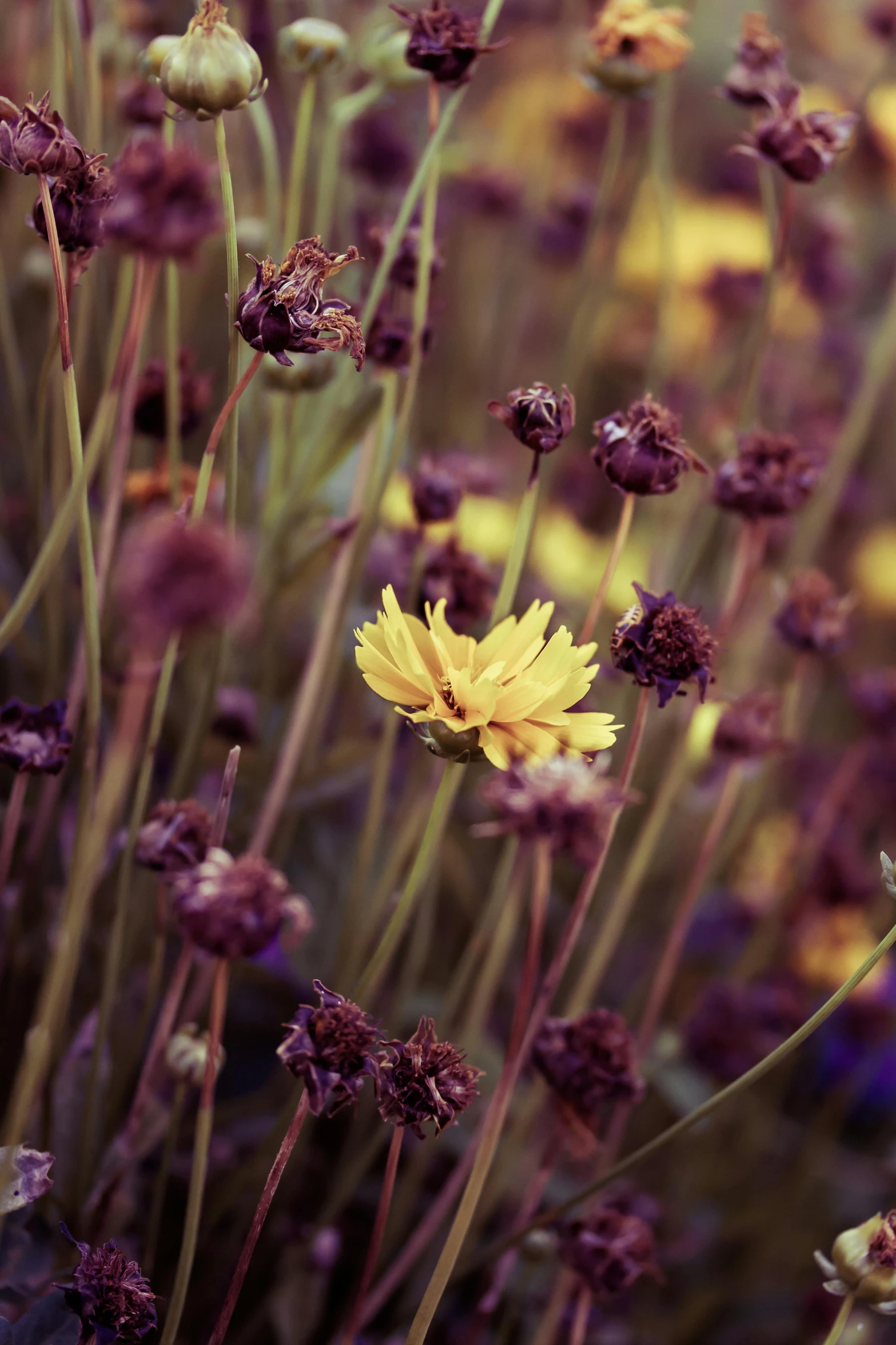 an image of a bunch of flowers that are in the grass