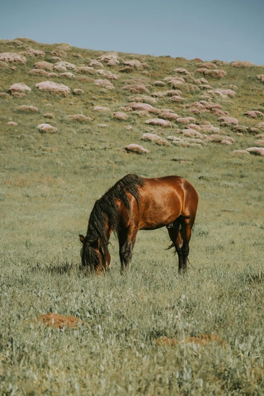 a brown horse is eating grass on the hill