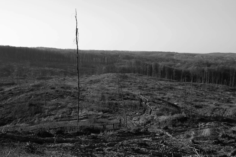 a black and white po of a forest