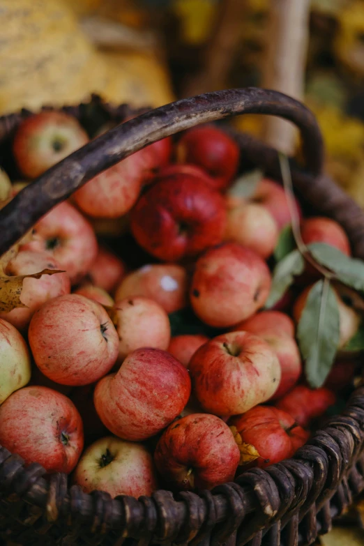 apples in a brown wicker basket sit on the ground