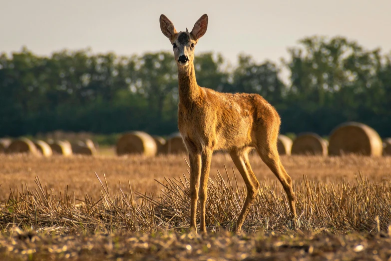 an adult deer stands in a pasture with bales in the background