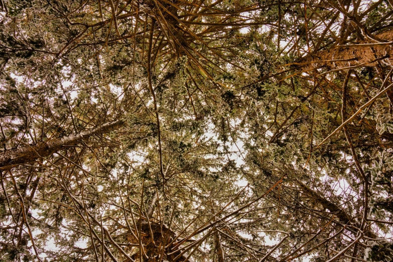 looking up at a tree and its nches