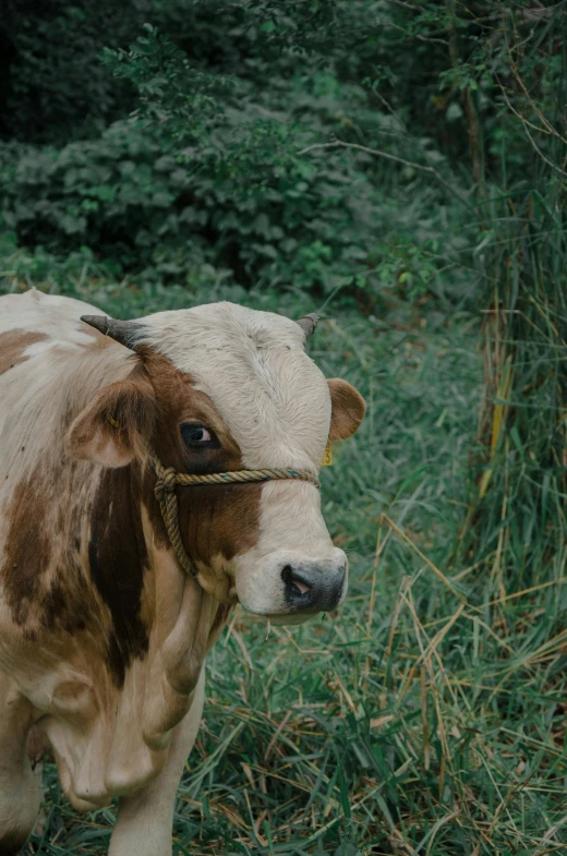 brown and white cow standing in a field