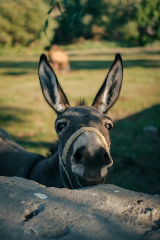 a donkey looking directly into the camera with a herd in the background