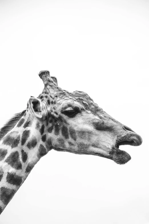 a giraffe's head is shown in this black and white po