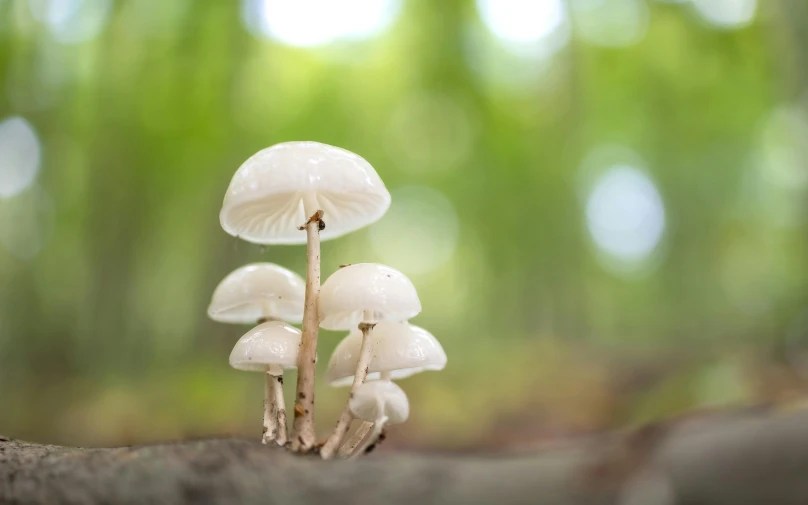 several white mushrooms in the middle of the forest