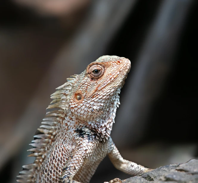 an iguana lizard sitting in a zoo setting