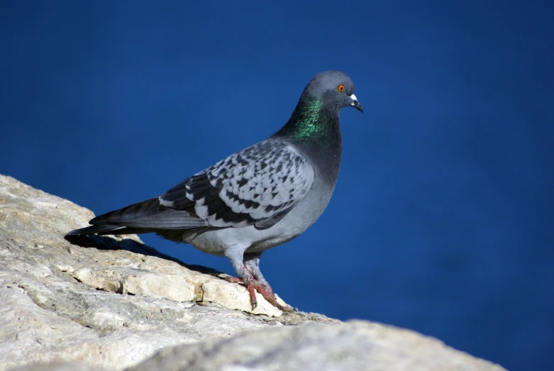 a pigeon with a black grey and green beak sitting on the edge of a cliff