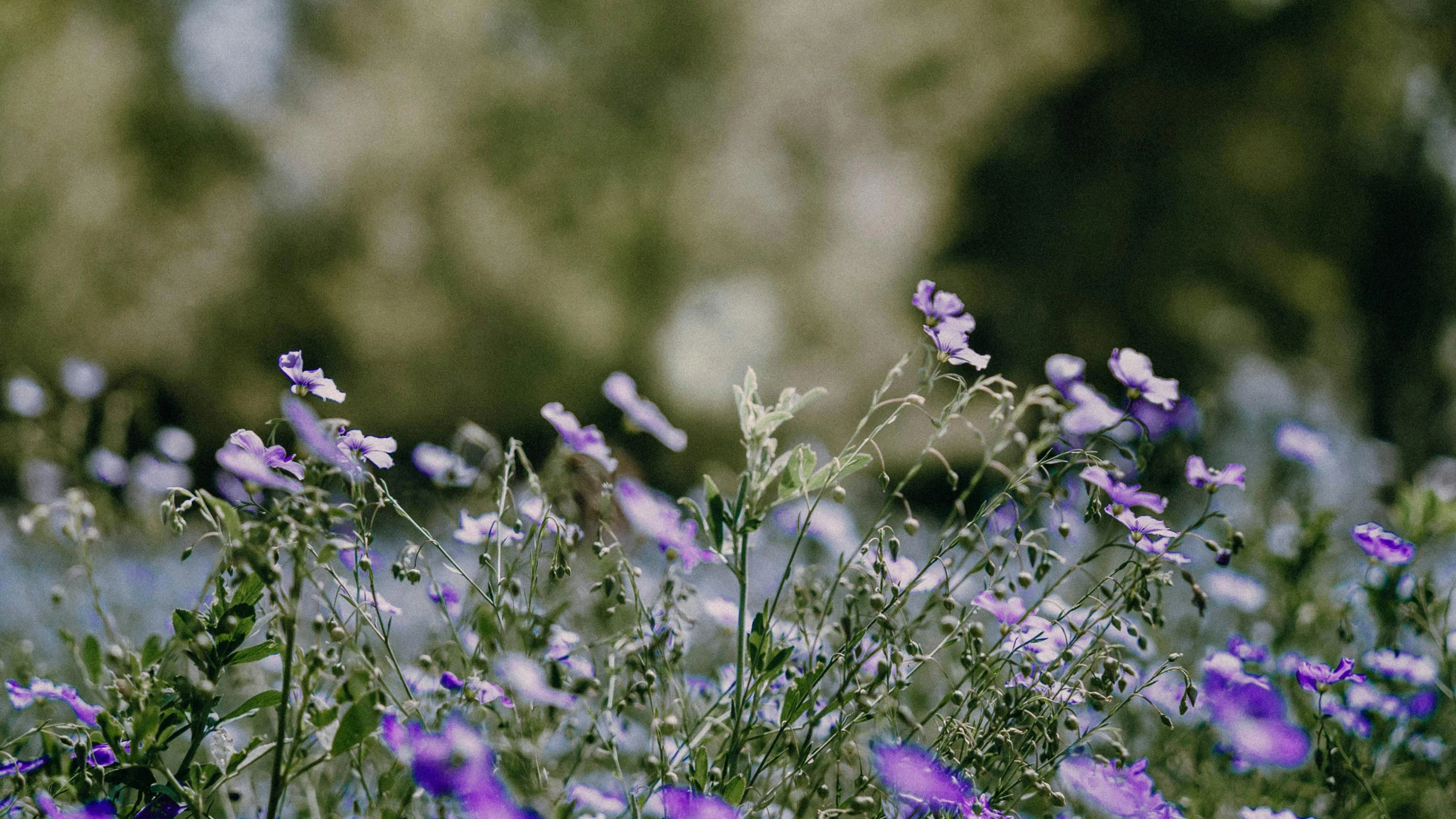 purple flowers grow from the tall grass near the woods