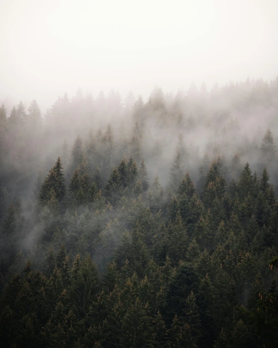 a foggy forest on top of a hill