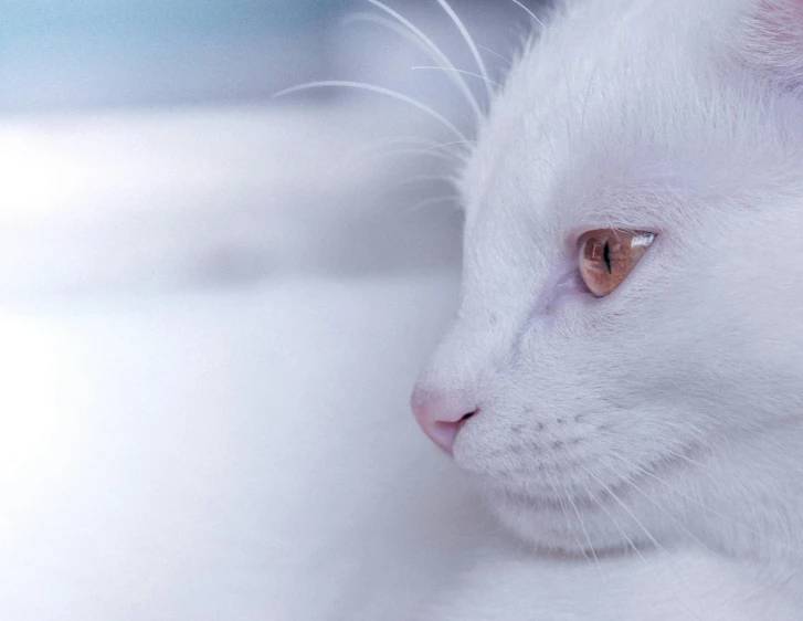 a white cat with green eyes looking to the side