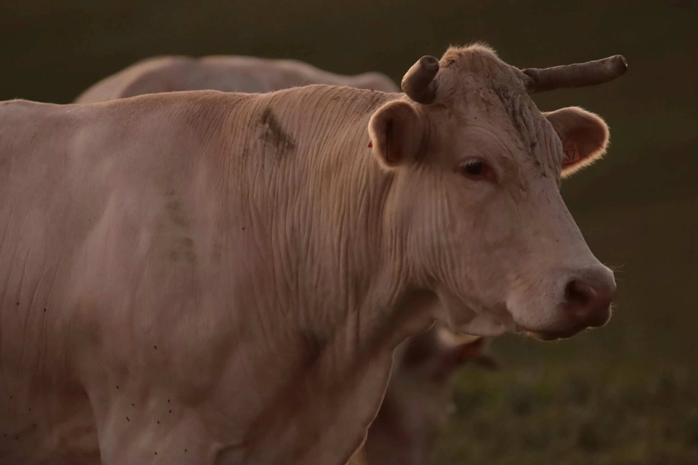 two white cows with horns walking together on a green field