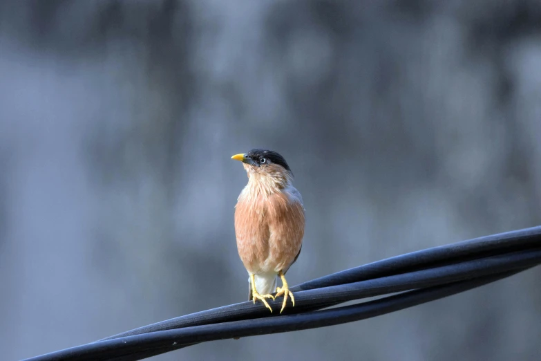 a small bird is sitting on the black wire