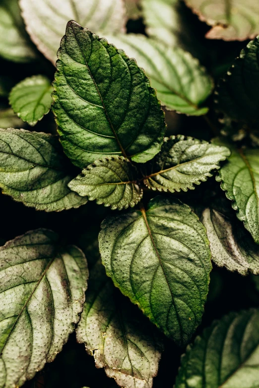 a close up po of some green leafy plants