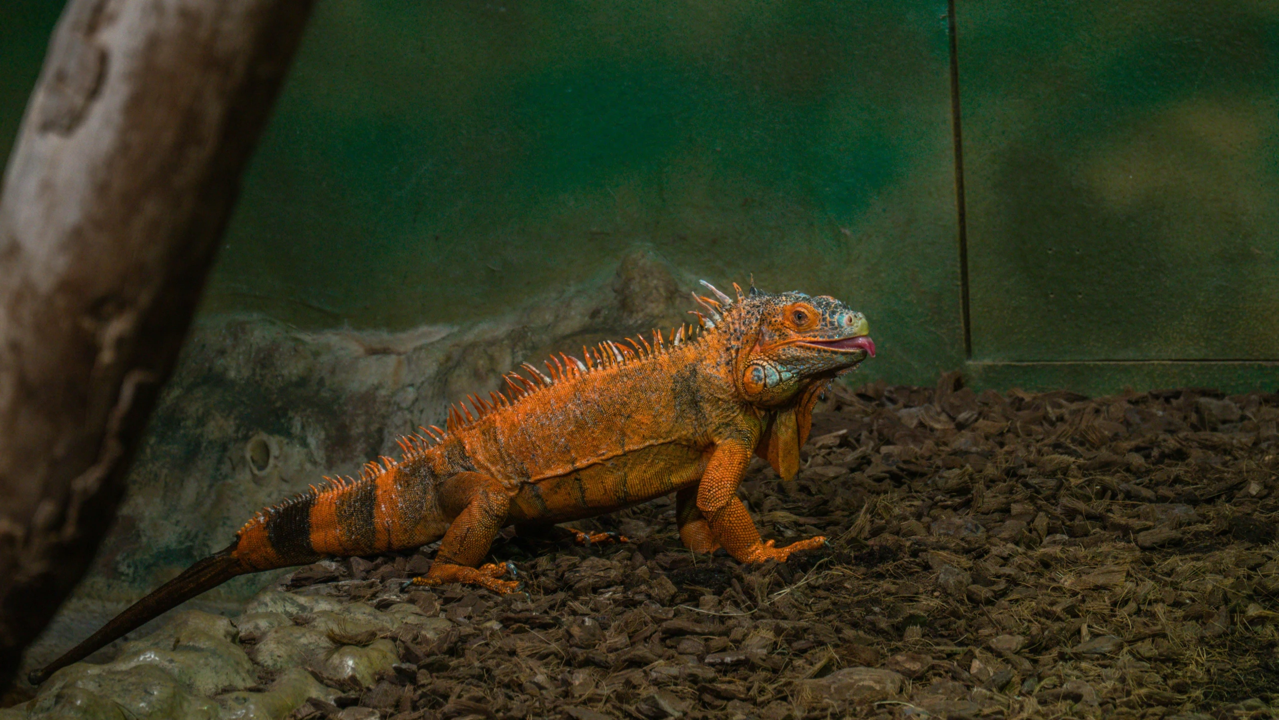 a small lizard sitting on the ground in a dirt field